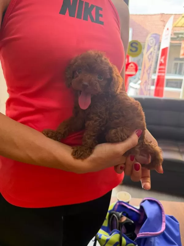 Dark Brown Kore Toy Poodle Bebekler