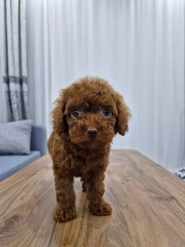 Dark Brown Kore Toy Poodle Bebekler