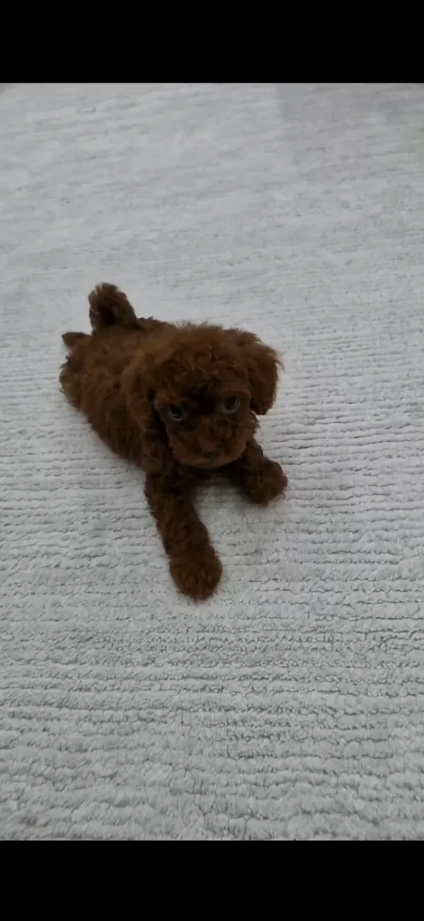 Dark Brown Kore Toy Poodle Bebekler
