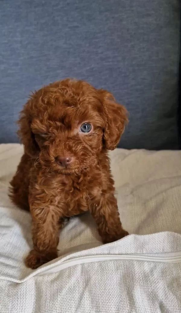 Dark Brown Kore Toy Poodle Bebekler