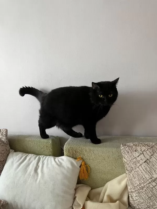 Sevimli 2 Yaşında Erkek British Shorthair