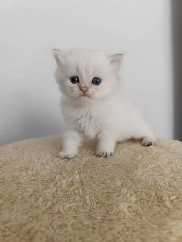 British Longhair Golden Point