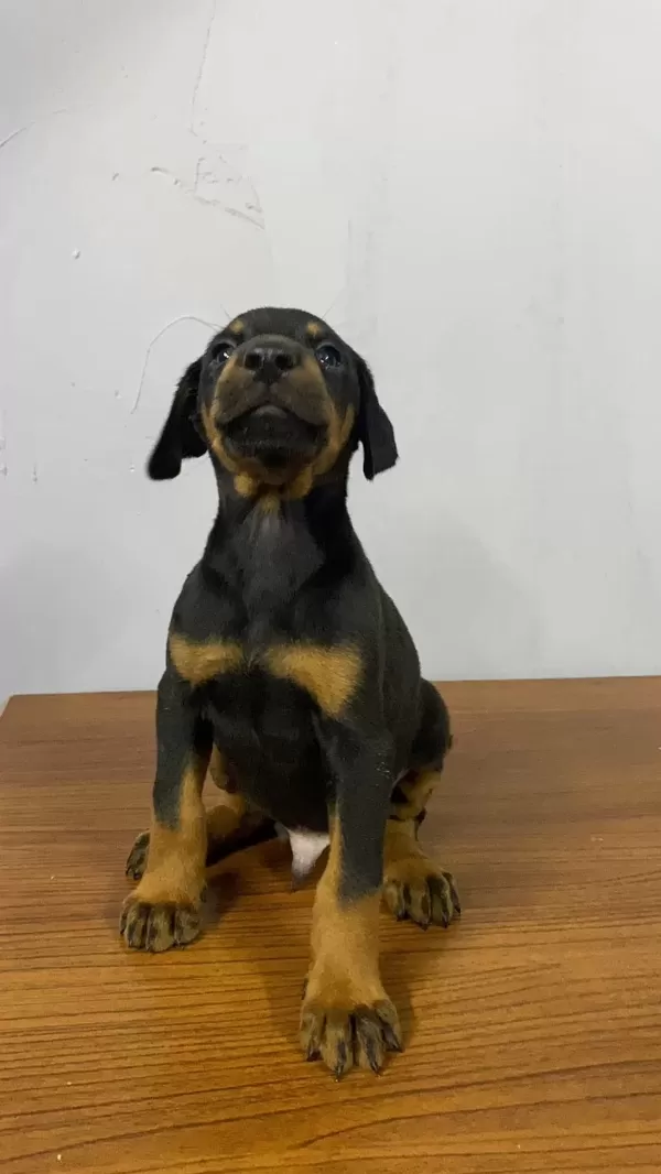 Estetikli Veya Estetiksiz Doberman Yavrular