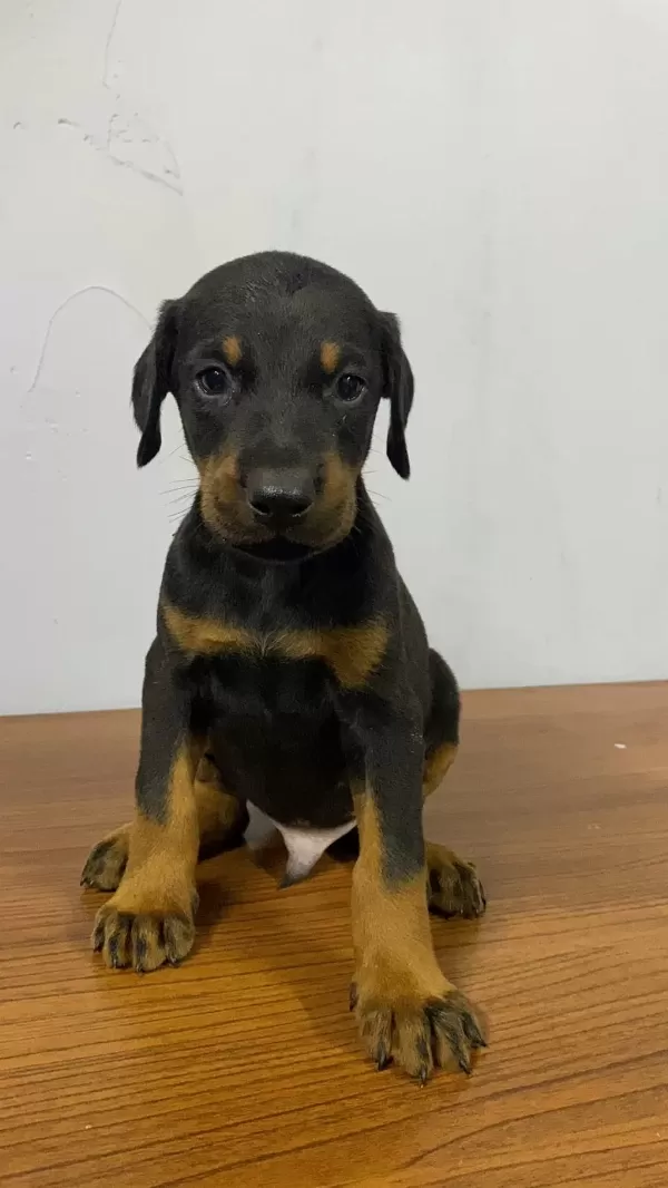 Estetikli Veya Estetiksiz Doberman Yavrular