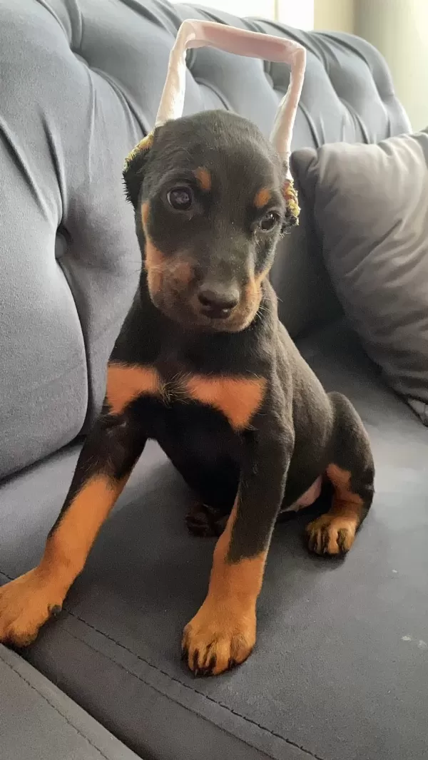 Estetikli Doberman Yavrular