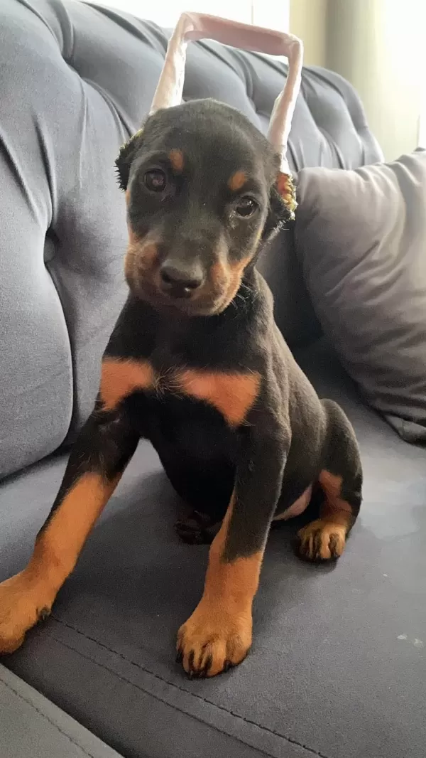 Estetikli Doberman Yavrular