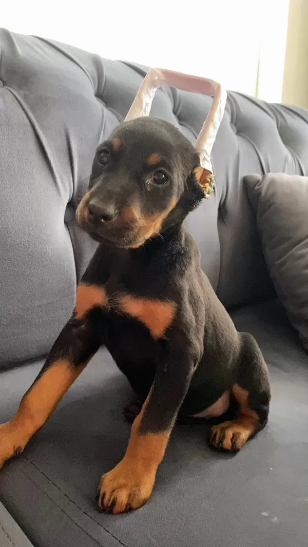 Estetikli Doberman Yavrular