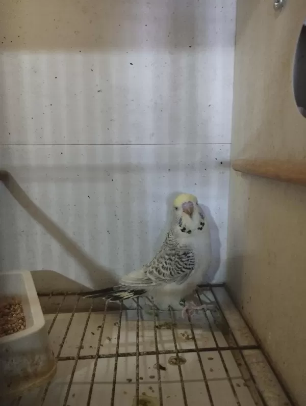 Her Renk Yavru Muhabbet Kuşları