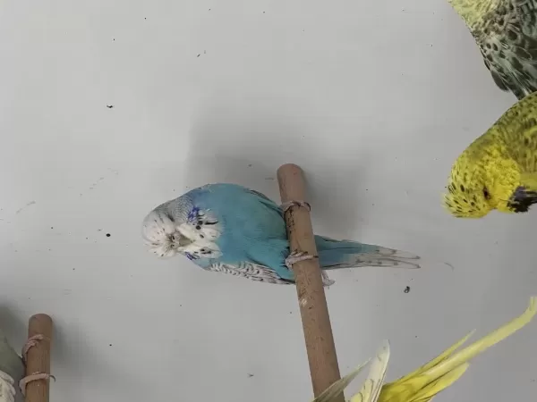 Damızlık Jumbo Muhabbet Kuşu Erkekler Ve Dişiler