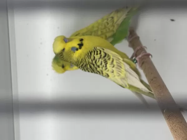 Damızlık Jumbo Muhabbet Kuşu Erkekler Ve Dişiler