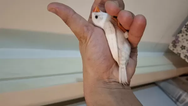 Ob White Erkek Kuşumuz