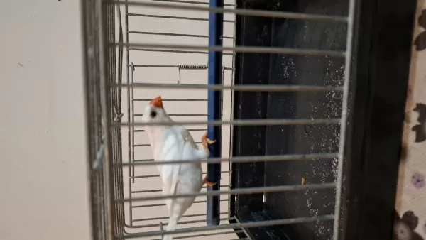 Ob White Erkek Kuşumuz