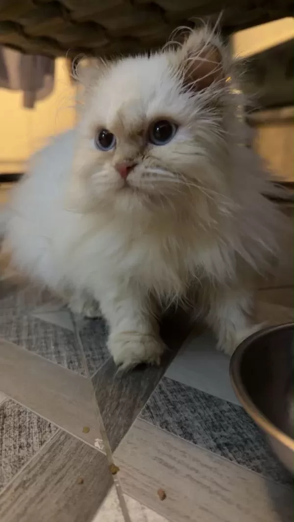 Maviş Himalayan Kızımız Bella
