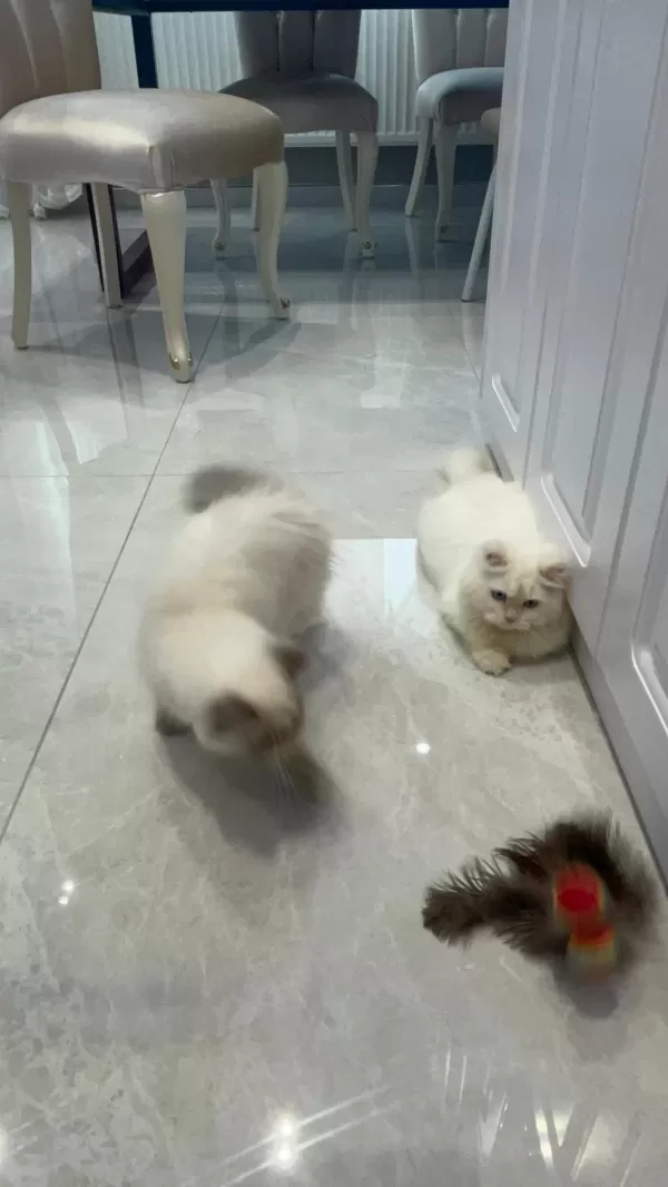 Maviş Himalayan Kızımız Bella