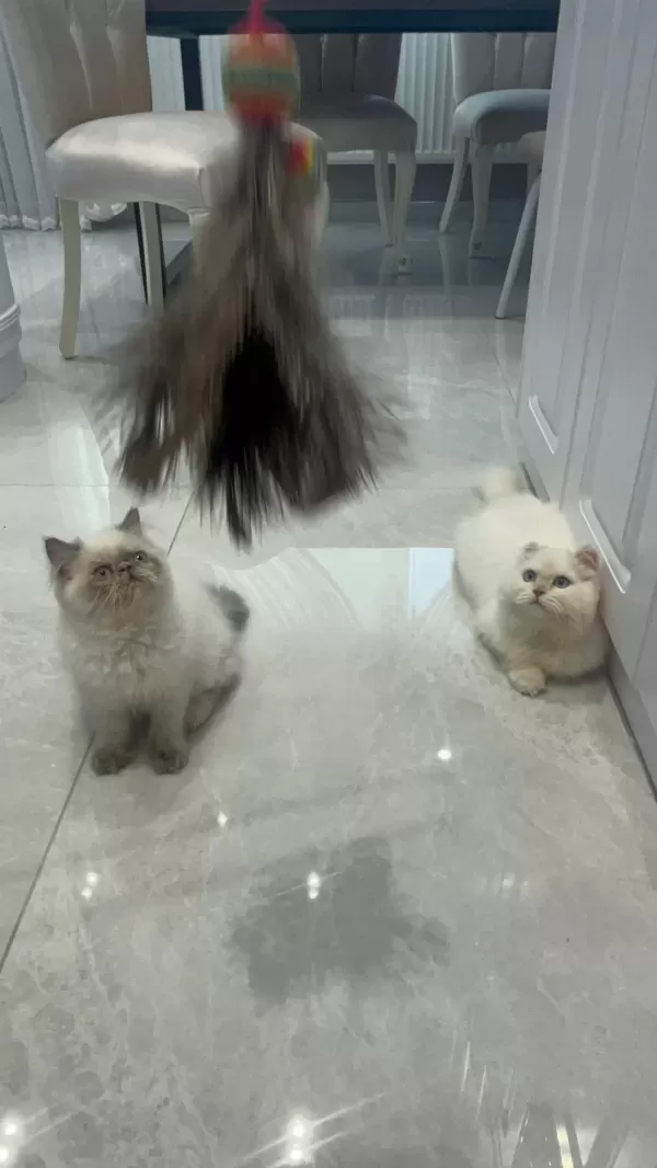 Maviş Himalayan Kızımız Bella