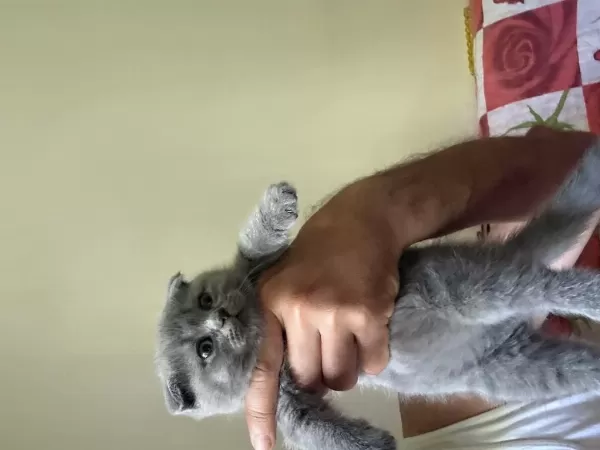 Scottish Fold Yavrular