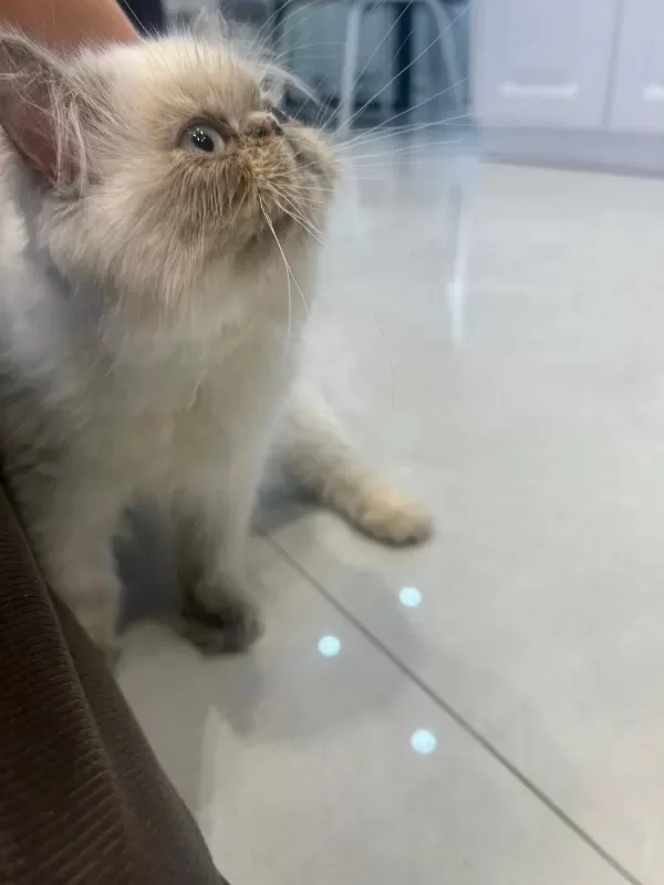 Minnoş İran Kedisi Bebeğimiz Yuva Arıyor