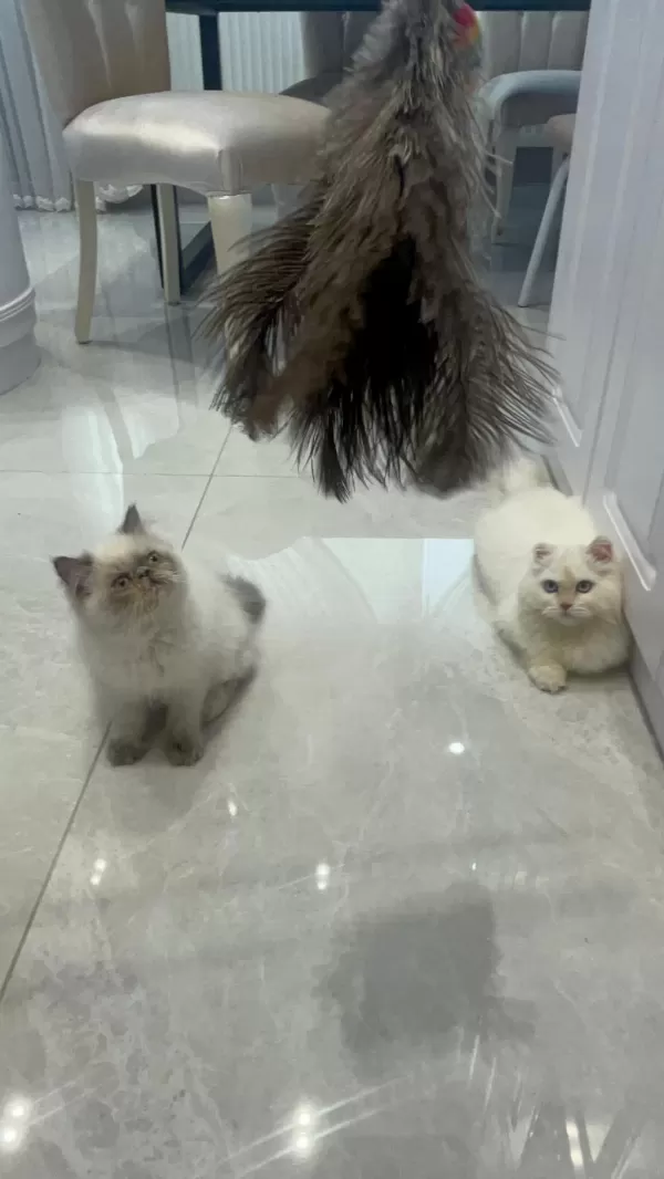 Minnoş İran Kedisi Bebeğimiz Yuva Arıyor