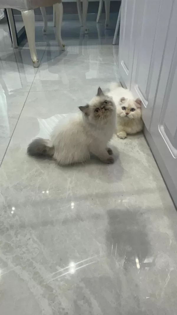 Minnoş İran Kedisi Bebeğimiz Yuva Arıyor