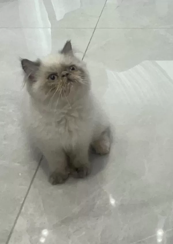 Minnoş İran Kedisi Bebeğimiz Yuva Arıyor
