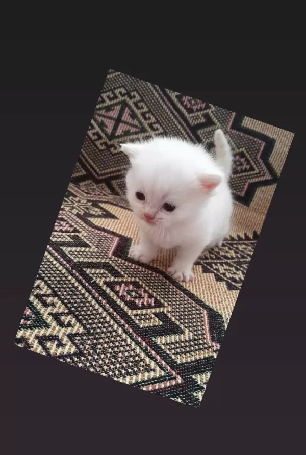 Erkek Red Point British Bebeğimiz