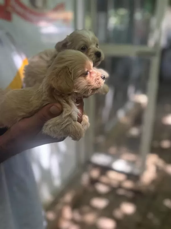 Maltipoo Yavrularımız