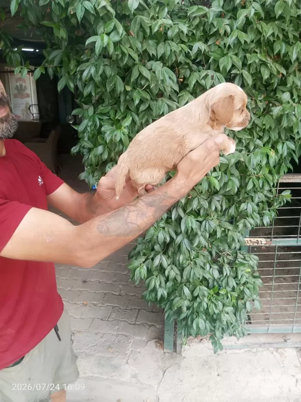 Maltipoo Yavrularımız
