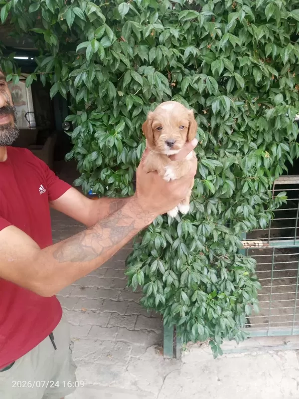 Maltipoo Yavrularımız