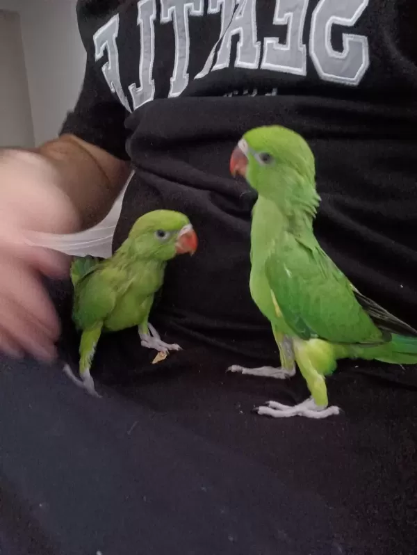 El Besleme Bebek Pakistan Papağanı