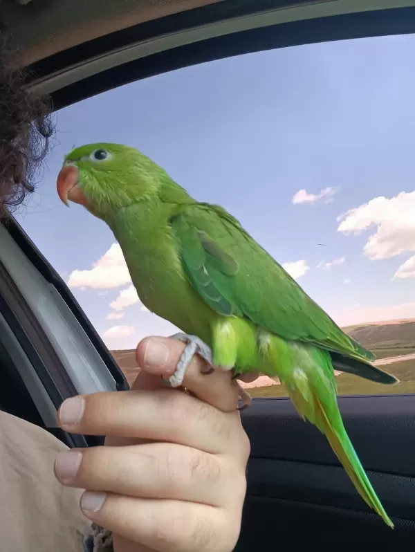 El Besleme Bebek Pakistan Papağanı