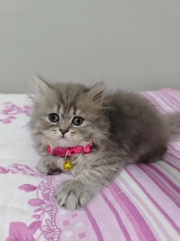 Safkan British Shorthair Blue Golden Minnaklarım