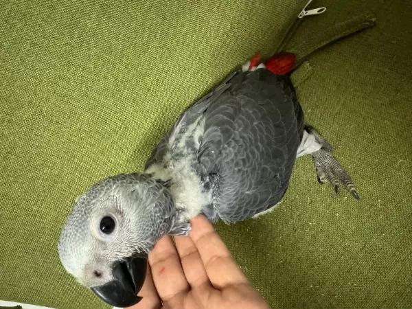 Güzeller Güzeli Bebek Jako Papağanımız