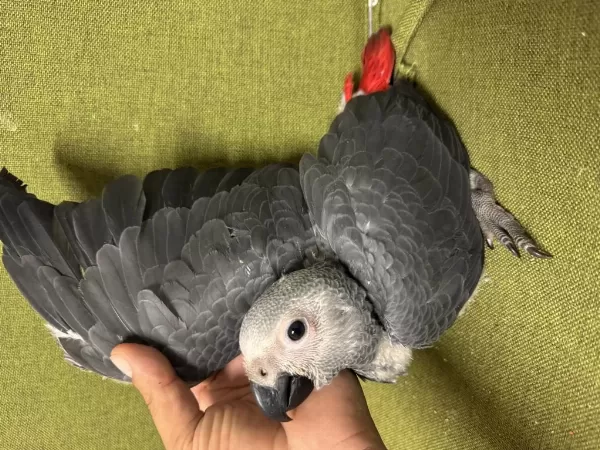 Güzeller Güzeli Bebek Jako Papağanımız