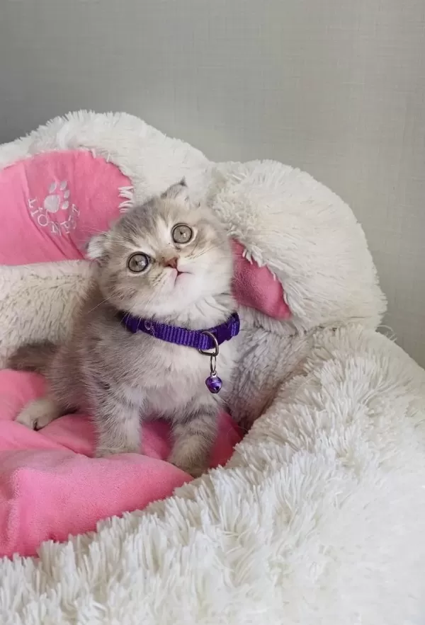Lilac Tabby Scotısh Fold Bebeğimiz