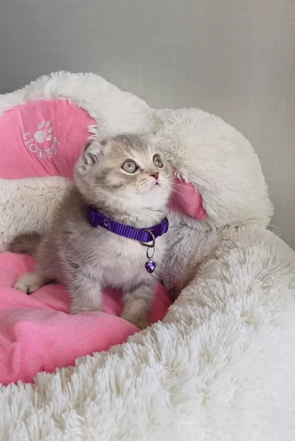 Lilac Tabby Scotısh Fold Bebeğimiz