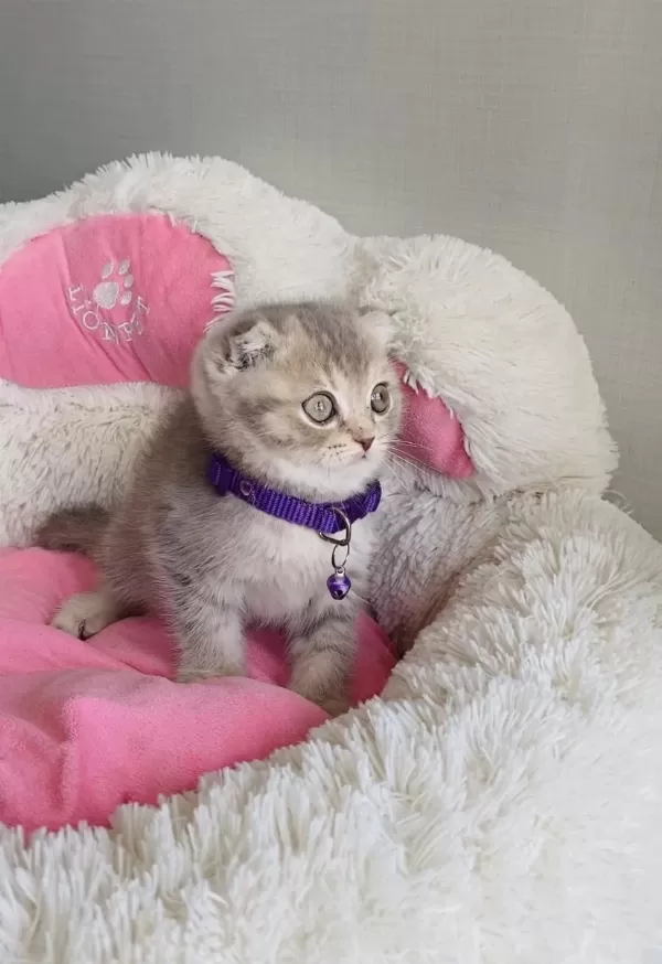 Lilac Tabby Scotısh Fold Bebeğimiz