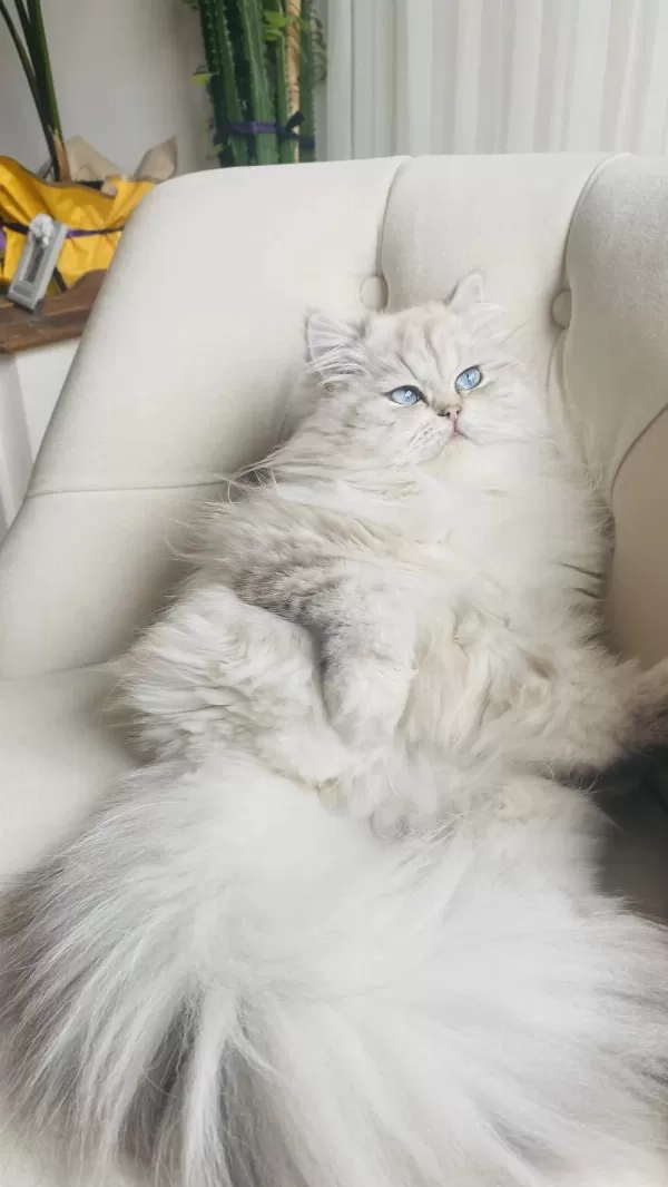 British Longhair 1 Yaşında