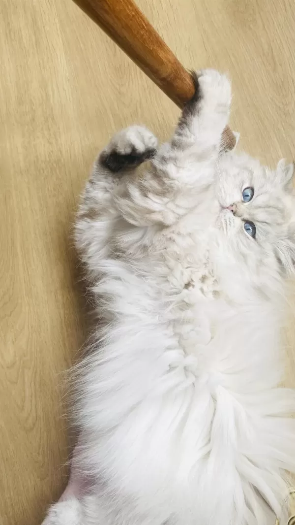 British Longhair 1 Yaşında