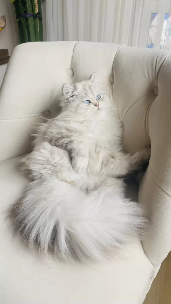 British Longhair 1 Yaşında