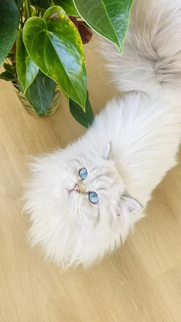 British Longhair 1 Yaşında