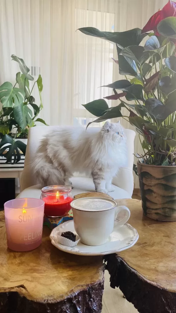 British Longhair 1 Yaşında