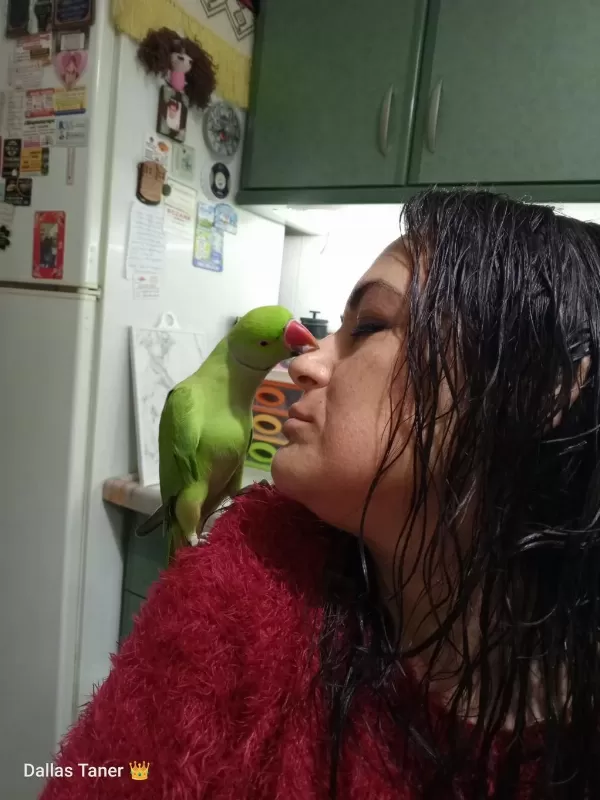 Fıstık Pakistan Papağanı