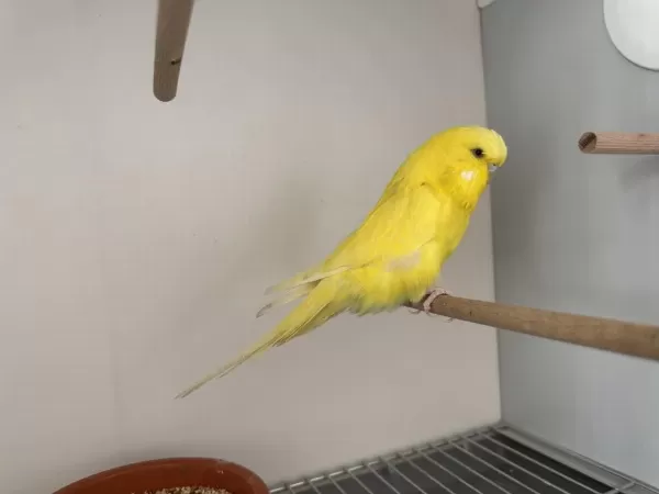 Jumbo Dişi Muhabbet Kuşu