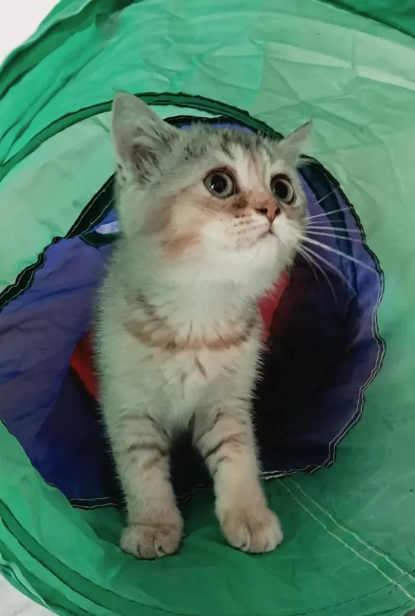 British Shorthair Dişi Aslan