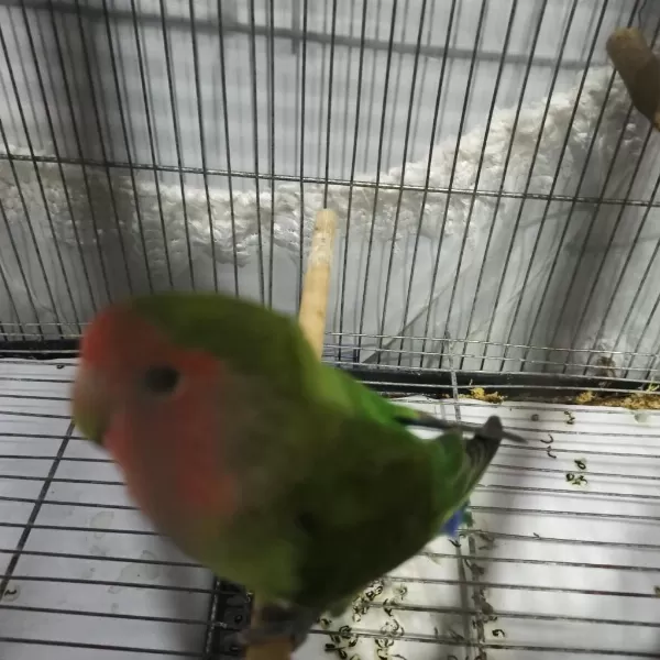 Yeni Tüye Girmiş Cennet Papağanı