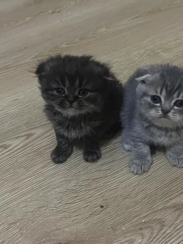 Scottish Fold 1,5 Aylık Orijinal