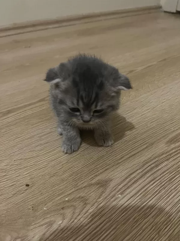 Scottish Fold 1,5 Aylık Orijinal