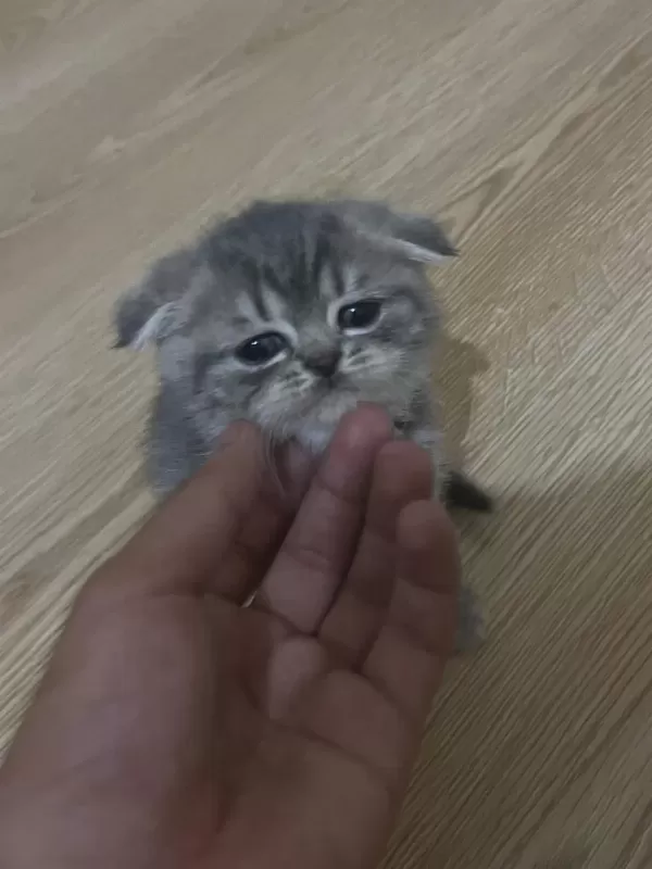 Scottish Fold 1,5 Aylık Orijinal