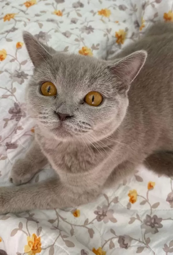 Dişi British Kedimiz Bella