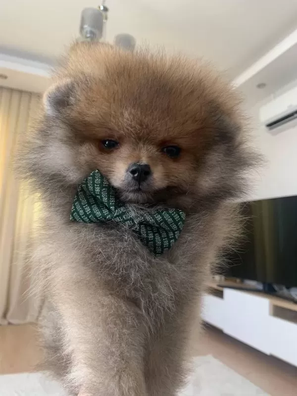 Pomeranian Boo Erkek Turuncu Rengi